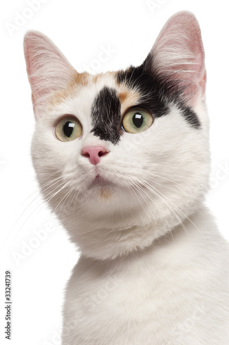 Close-up of Mixed-breed cat, 2 years old © Eric Isselée