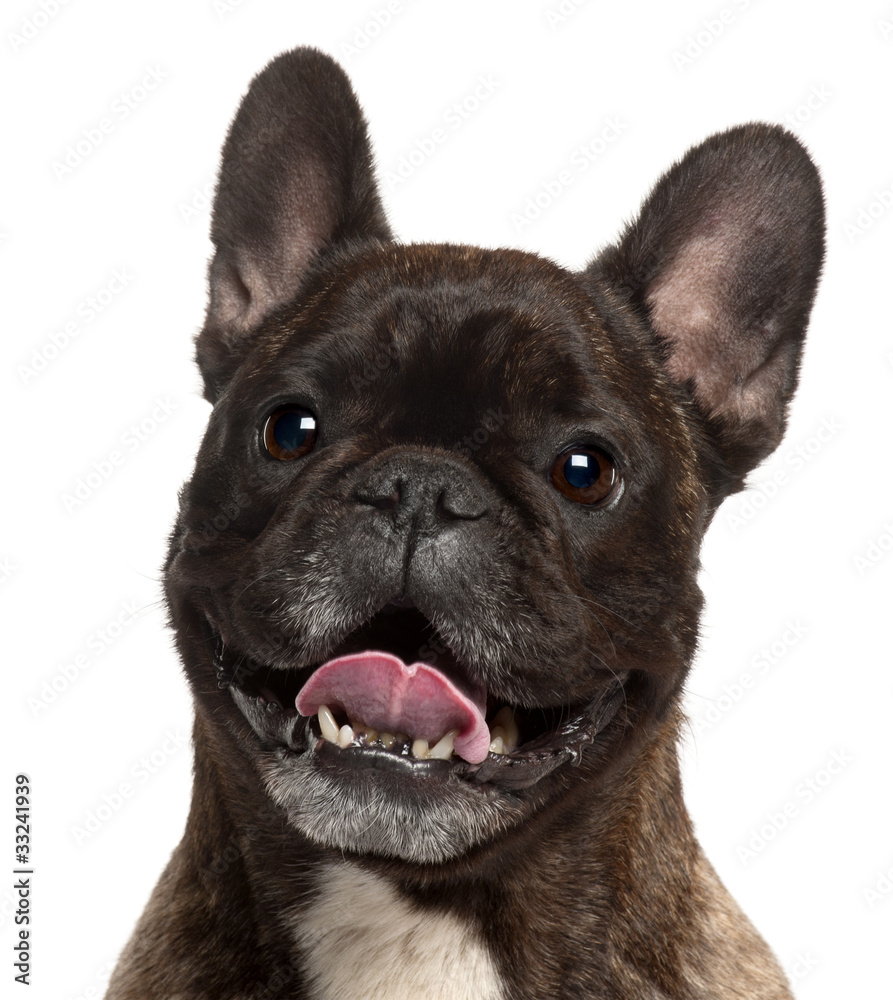 Close-up of French Bulldog panting, 5 years old