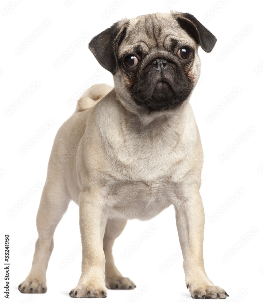Pug puppy, 3 months old, standing in front of white background Pug puppy, 3 months old, standing in front of white background