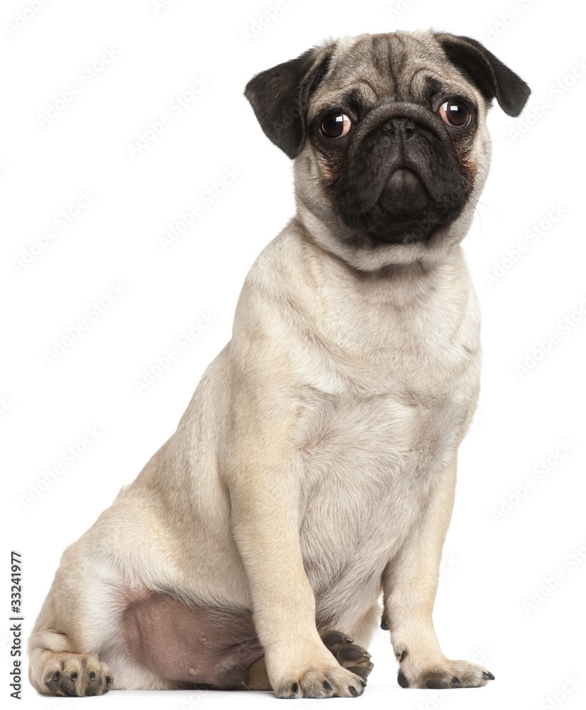 Pug puppy, 3 months old, sitting in front of white background