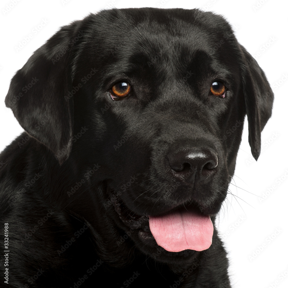 Close-up of Labrador Retriever, 3 years old Close-up of Labrador Retriever, 3 years old
