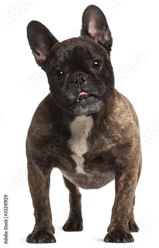 French Bulldog, 5 years old, standing