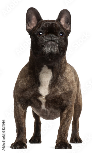 French Bulldog, 5 years old, standing in front of white backgrou © Eric Isselée