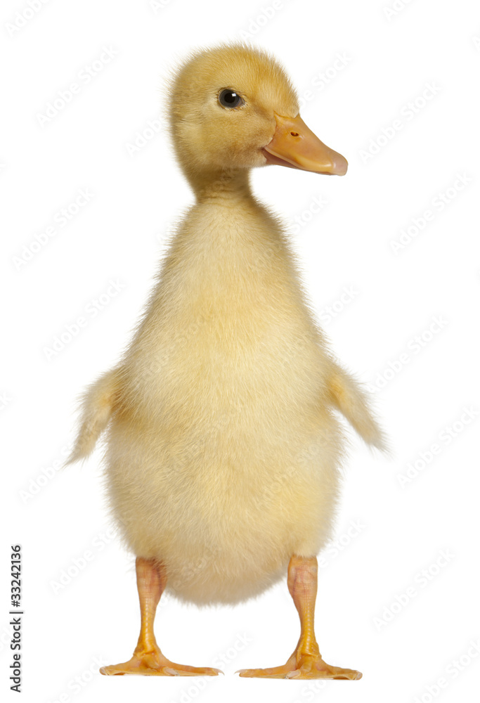 Duckling, 1 week old, standing in front of white background Duckling, 1 week old, standing in front of white background