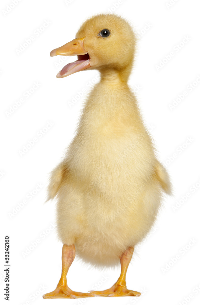 Duckling, 1 week old, standing in front of white background Duckling, 1 week old, standing in front of white background