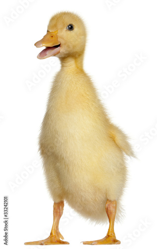 Duckling  1 week old  standing in front of white background