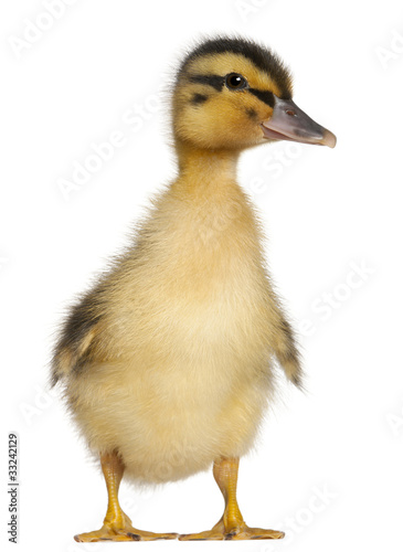 Duckling, 1 week old, standing in front of white background