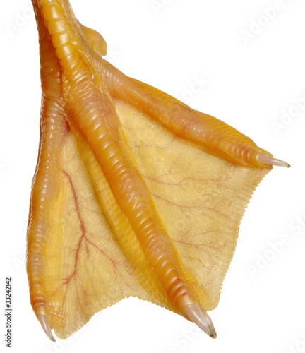 Close-up of Duckling's webbed foot, 1 week old