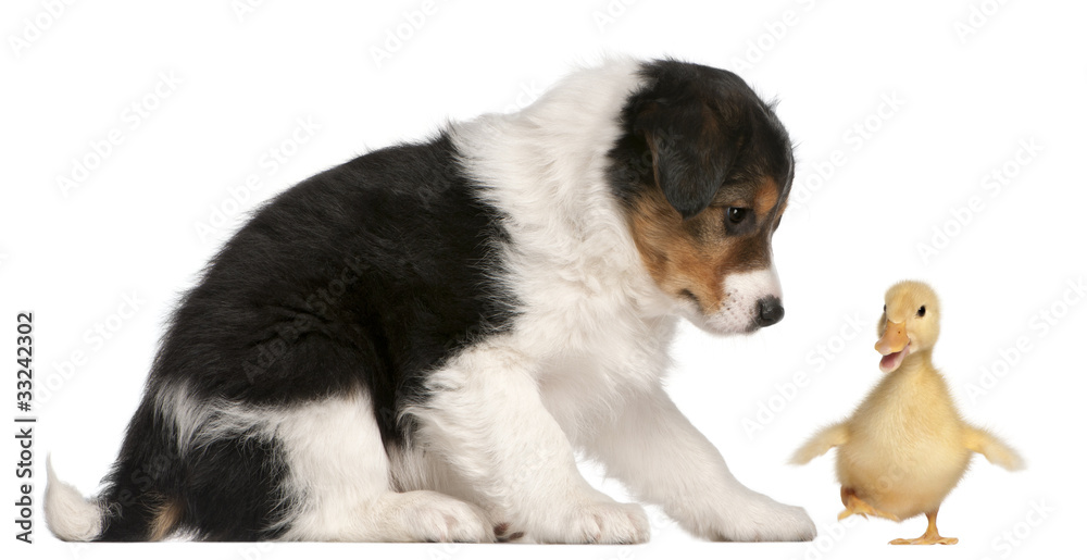 Border Collie puppy, 6 weeks old, playing with a duckling
