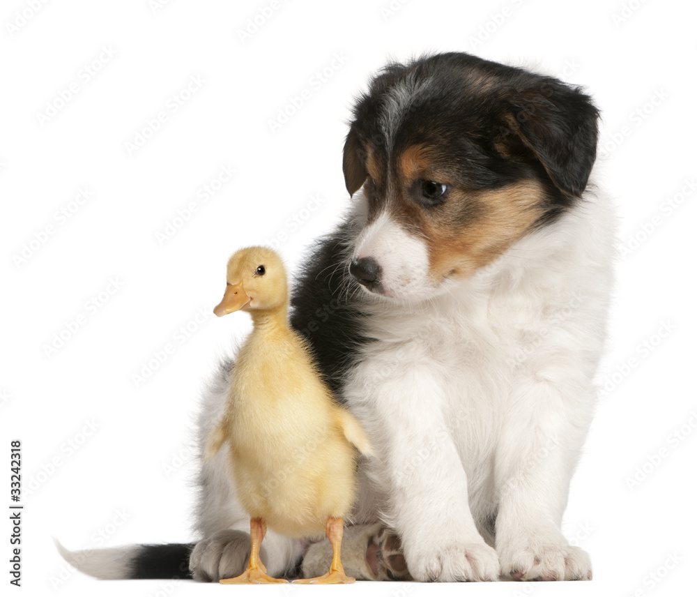 Obraz premium Border Collie puppy, 6 weeks old, playing with a duckling
