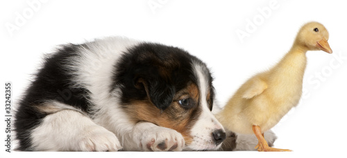 Border Collie puppy, 6 weeks old, playing with a duckling © Eric Isselée