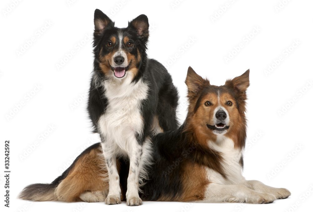 Male Border Collie, 7 years old, Female Border Collie Male Border Collie, 7 years old, Female Border Collie