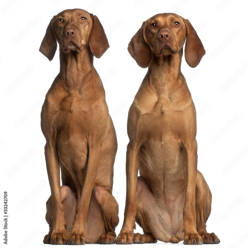 Vizslas, 5 and 2 years old, sitting Vizslas, 5 and 2 years old, sitting