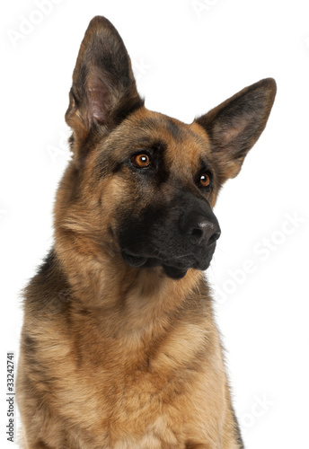 Close-up of German Shepherd Dog  4 years old