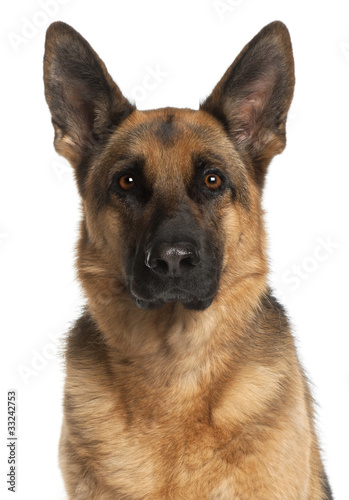 Close-up of German Shepherd Dog, 4 years old