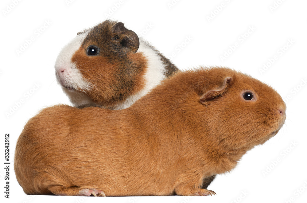 Guinea pigs, 9 months old, in front of white background Guinea pigs, 9 months old, in front of white background
