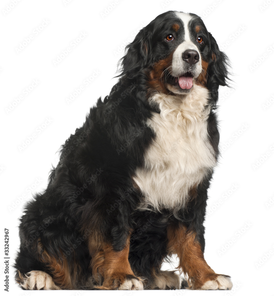 Bernese Mountain Dog, 20 months old, sitting