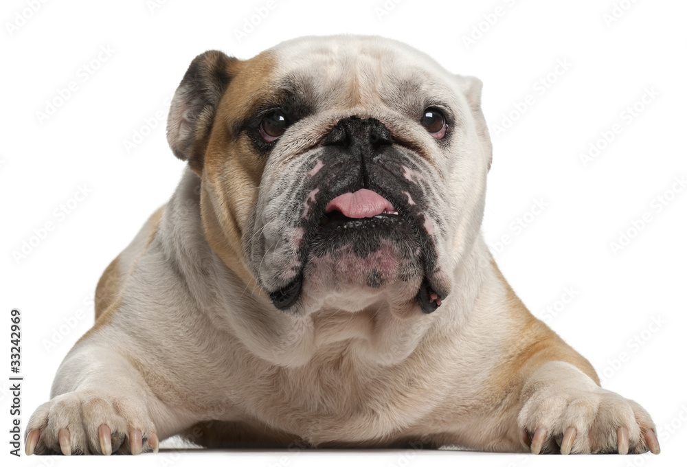 English Bulldog, 6 years old, lying in front of white background