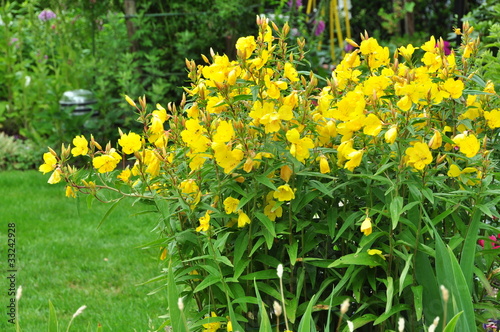 Nachtkerze (Oenothera biennis) photo