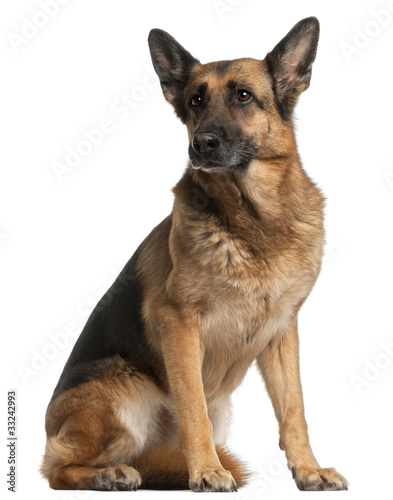 German Shepherd Dog, 10 years old, sitting