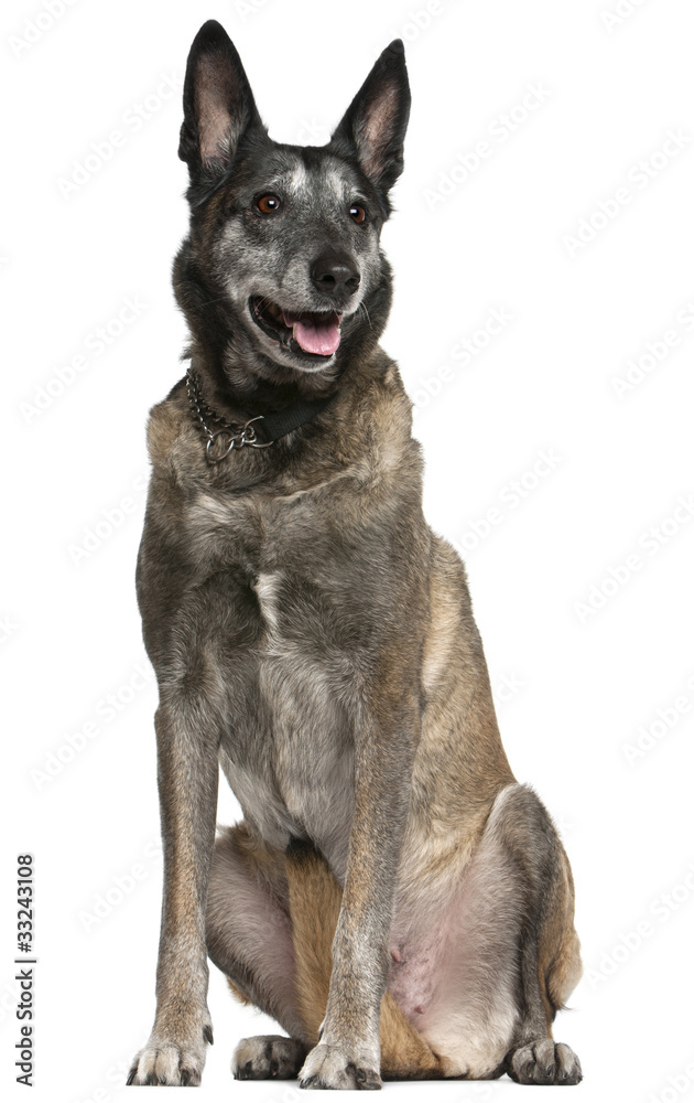 Belgian Shepherd Dog, Malinois, 13 years old, sitting Belgian Shepherd Dog, Malinois, 13 years old, sitting