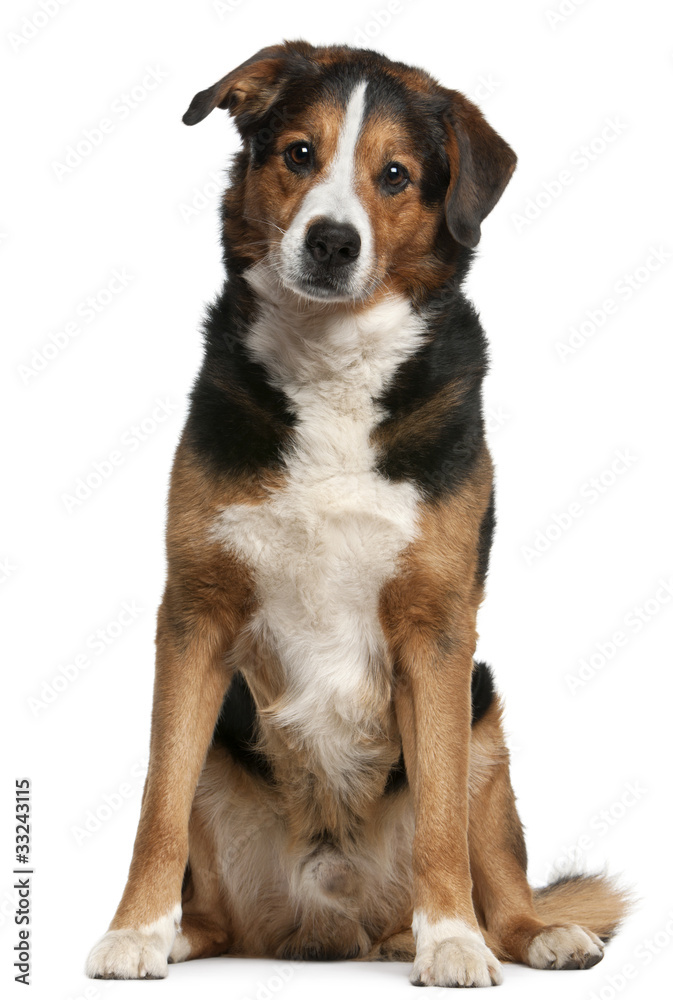 Crossbreed dog, 10 years old, sitting