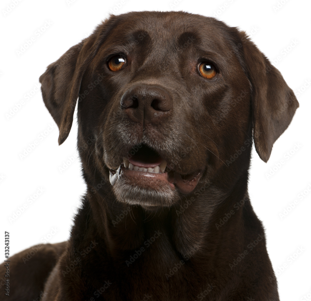 Close-up of Chocolate Labrador, 4 years old Close-up of Chocolate Labrador, 4 years old