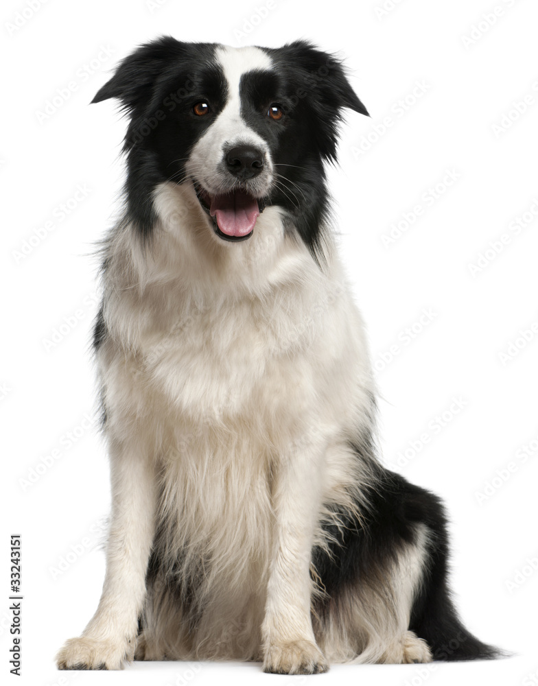 Border Collie, 2 years old, sitting