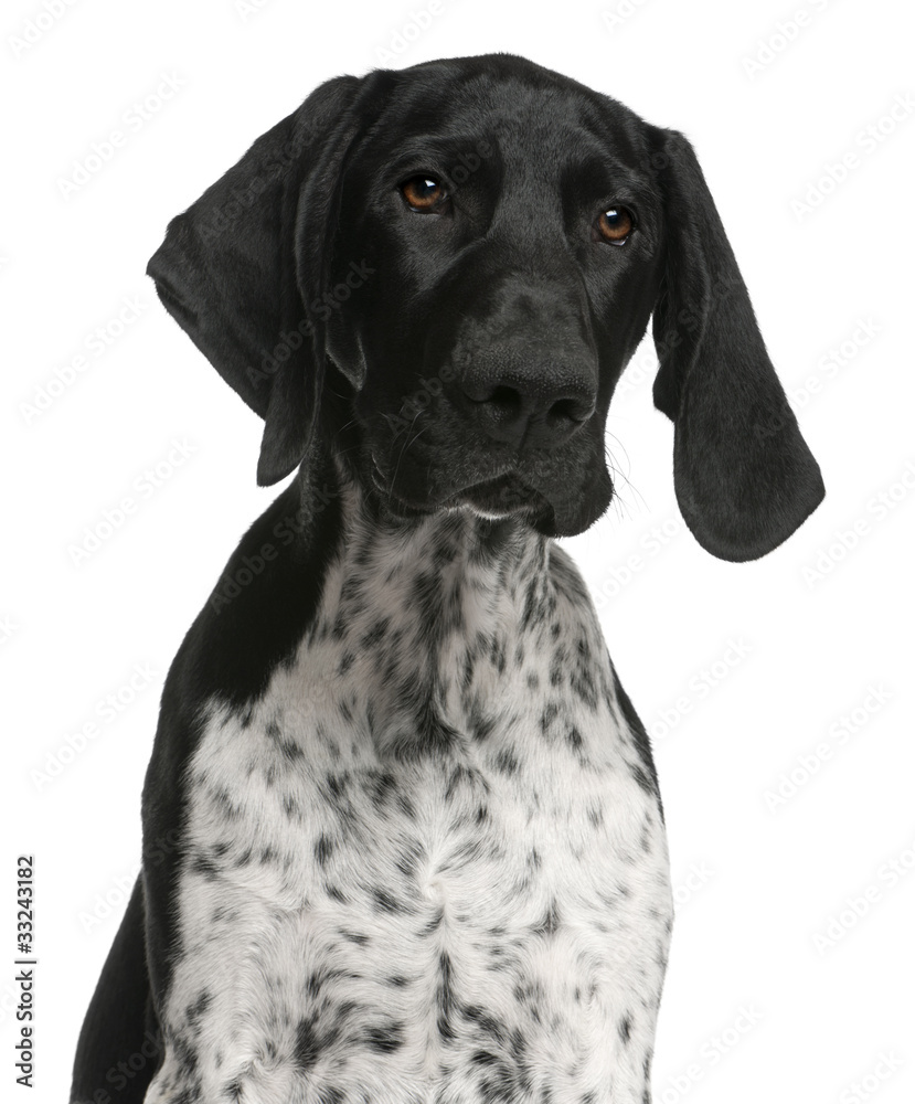 Close-up of German Shorthaired Pointer puppy, 4 months old