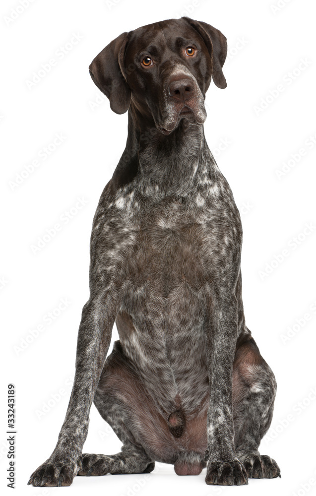 German Shorthaired Pointer, 3 years old, sitting in front of whi German Shorthaired Pointer, 3 years old, sitting in front of whi