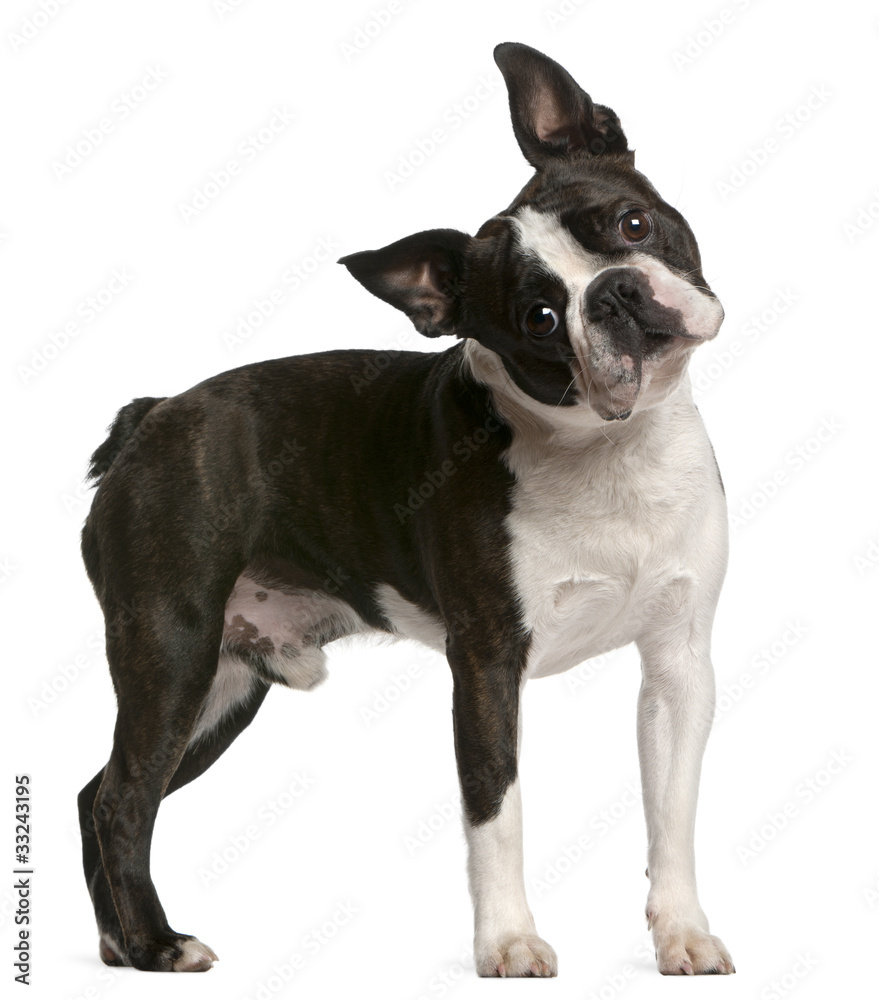 Boston Terrier, 1 year old, standing
