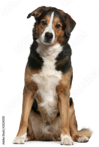 Crossbreed dog, 10 years old, sitting © Eric Isselée