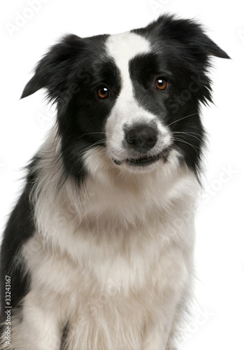 Fototapeta Naklejka Na Ścianę i Meble -  Close-up of Border Collie, 2 years old, in front of white backgr