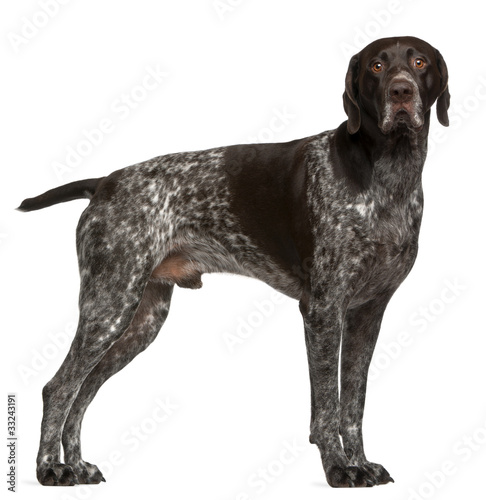 Foto German Shorthaired Pointer, 3 years old, standing in front of wh