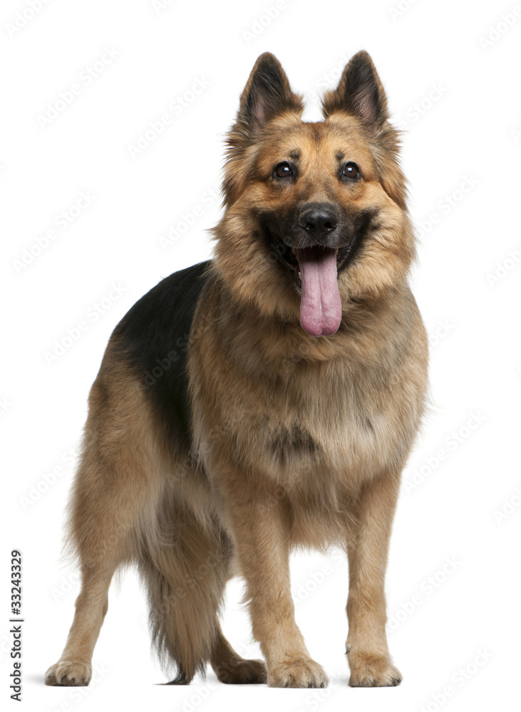 German Shepherd dog, 4 years old, standing