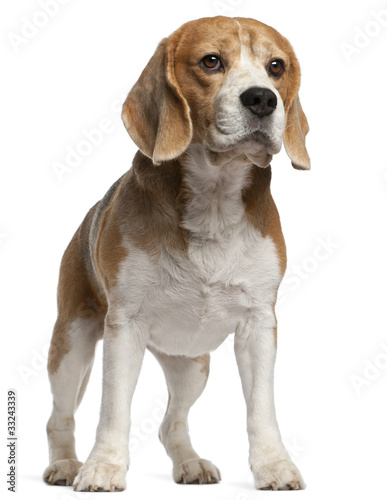 Beagle, 8 years old, standing in front of white background © Eric Isselée