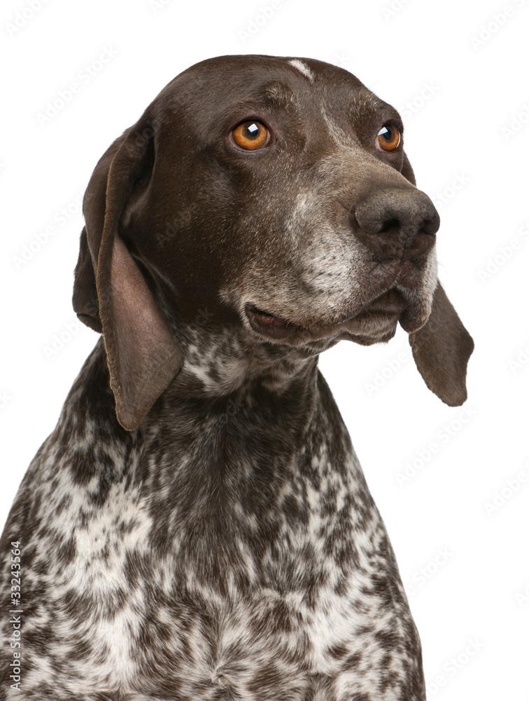 Close-up of German Shorthaired Pointer