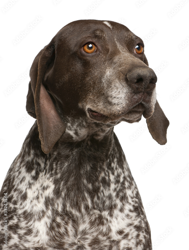 Close-up of German Shorthaired Pointer Close-up of German Shorthaired Pointer