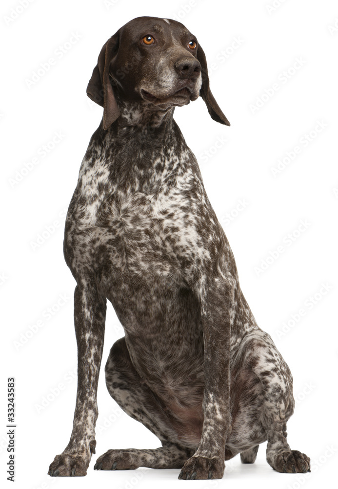 German Shorthaired Pointer, sitting in front of white background German Shorthaired Pointer, sitting in front of white background