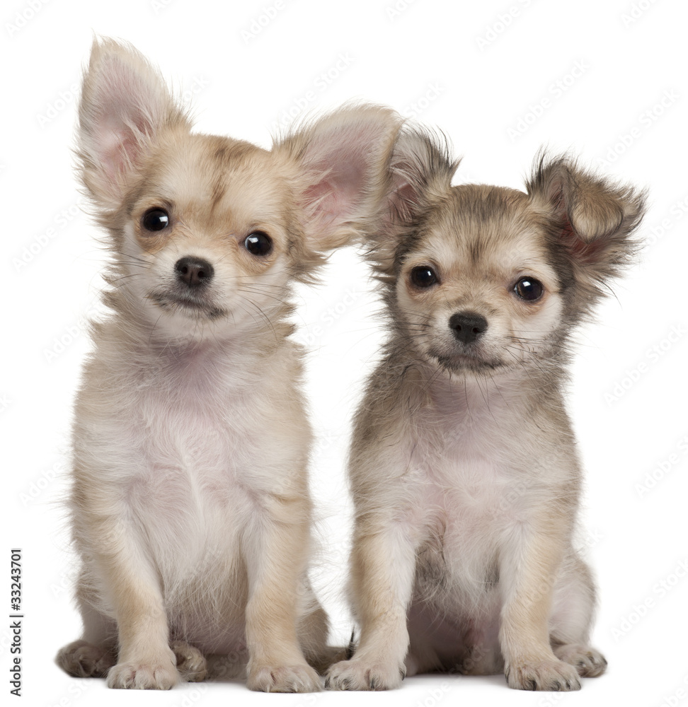 Chihuahua puppies, 3 months old
