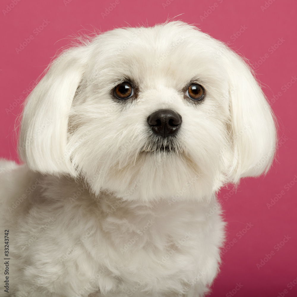 Close-up of Maltese, 2 years old, in front of pink background Close-up of Maltese, 2 years old, in front of pink background