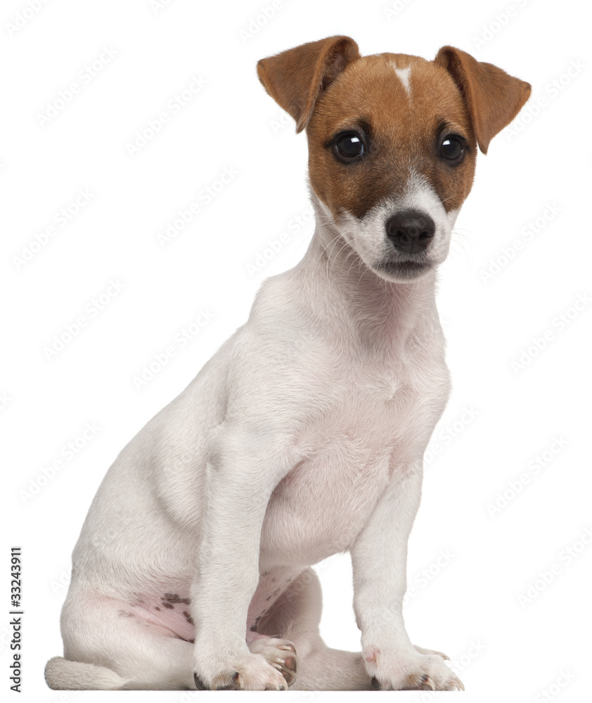 Jack Russell Terrier puppy, 3 months old, sitting Jack Russell Terrier puppy, 3 months old, sitting