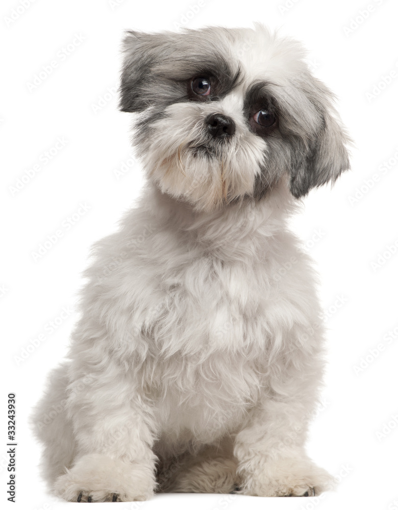 Mixed-breed dog, 1 year old, sitting Mixed-breed dog, 1 year old, sitting