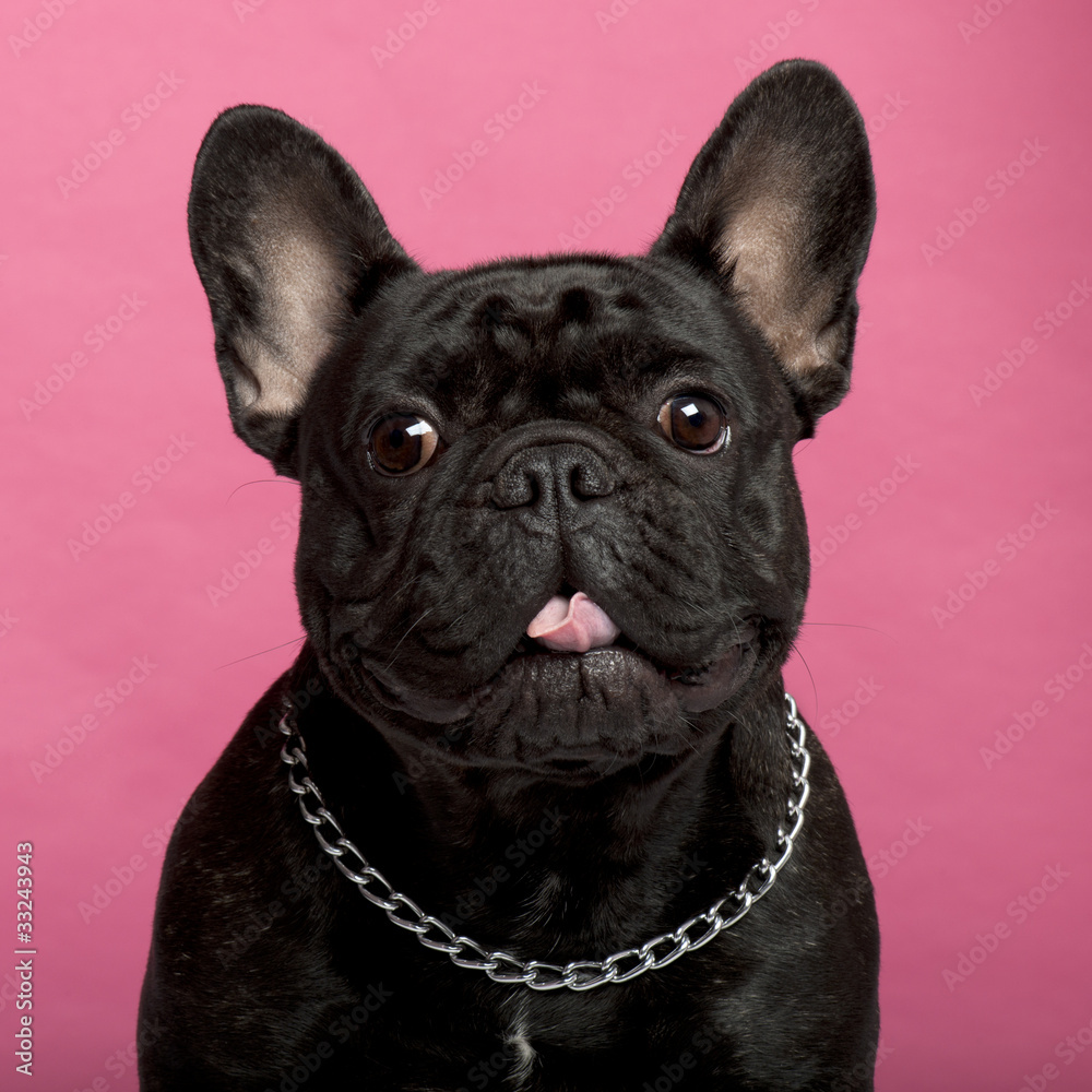 Close-up of French Bulldog, 12 months old