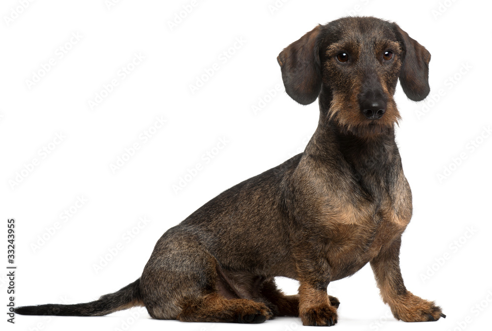 Dachshund, 2 years old, sitting in front of white background