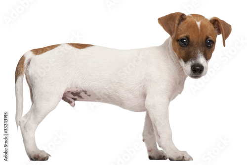 Jack Russell Terrier puppy  3 months old  standing
