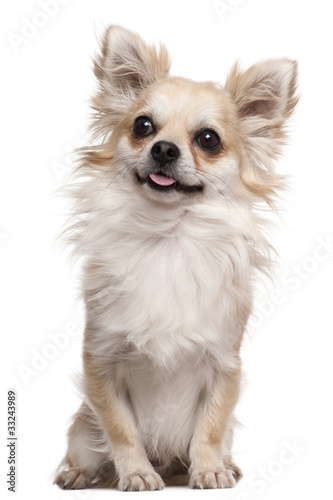 Fototapeta Naklejka Na Ścianę i Meble -  Chihuahua, 2 years old, sitting in front of white background