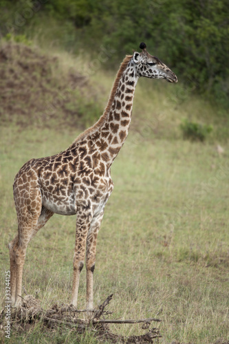 Giraffe in Serengeti National Park  Tanzania  Africa