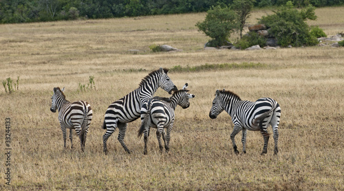 Zebra in Serengeti National Park  Tanzania  Africa