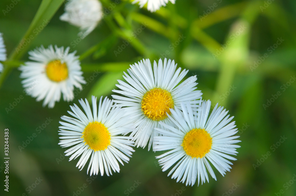 meadow flowers meadow flowers